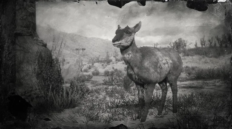 Baja California Pronghorn Doe - RDR2 Animal