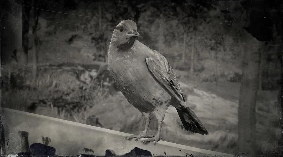 Baltimore Oriole - RDR2 Animal Baltimore Oriole - RDR2 Animal