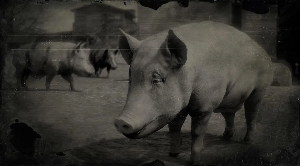 Berkshire Pig - RDR2 Animal