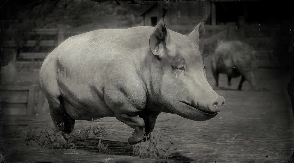 Big China Pig - RDR2 Animals | Map Location & Where To Find Big China Pig - RDR2 Animals | Map Location & Where To Find