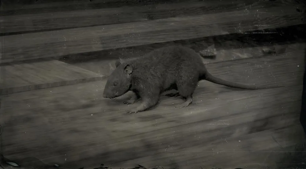 Black Rat - RDR2 Animals | Map Location & Where To Find Black Rat - RDR2 Animals | Map Location & Where To Find