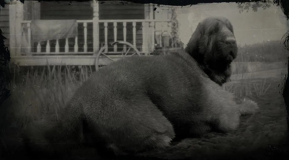 Bloodhound - RDR2 Animal