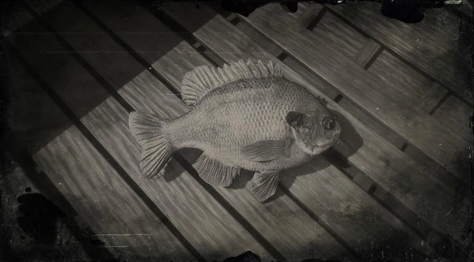 Bluegill - RDR2 Animals | Map Location & Where To Find Bluegill - RDR2 Animals | Map Location & Where To Find