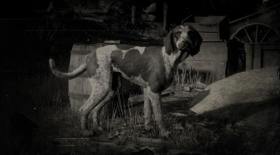 Bluetick Coonhound - RDR2 Animal