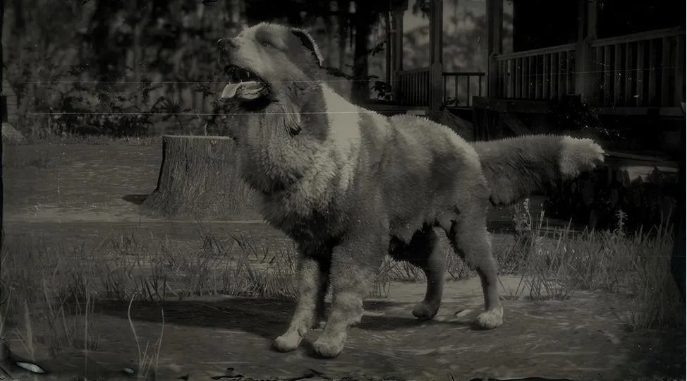 Border Collie - RDR2 Animals | Map Location & Where To Find Border Collie - RDR2 Animals | Map Location & Where To Find