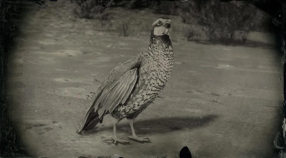 California Quail - RDR2 Animal