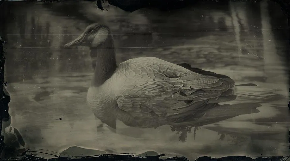 Canada Goose - RDR2 Animal