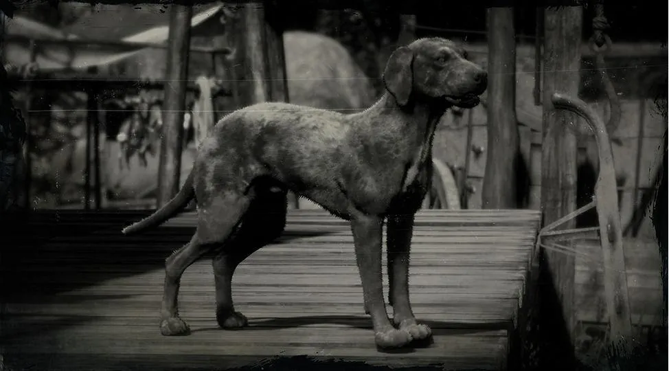 Catahoula Cur - RDR2 Animal