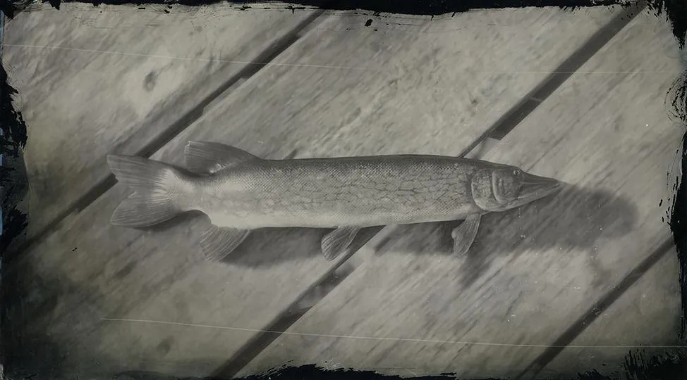 Chain Pickerel - RDR2 Animal