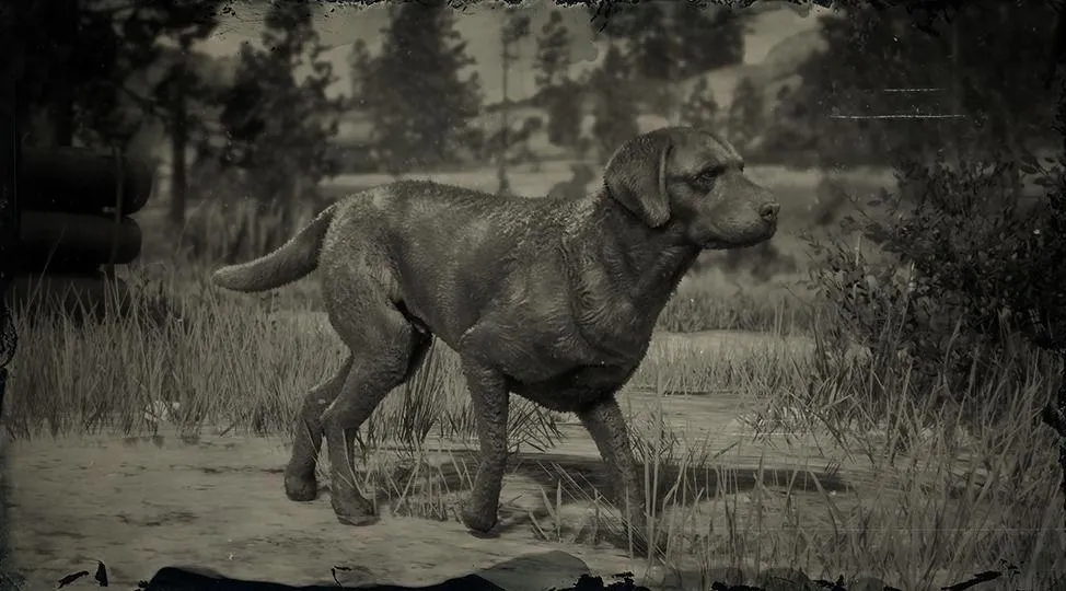 Chesapeake Bay Retriever - RDR2 Animal