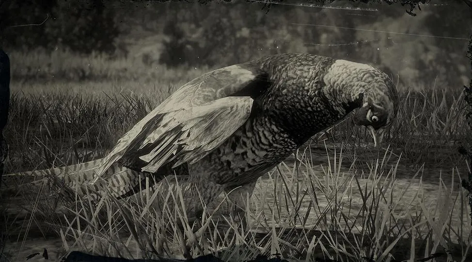 Chinese Ring-necked Pheasant