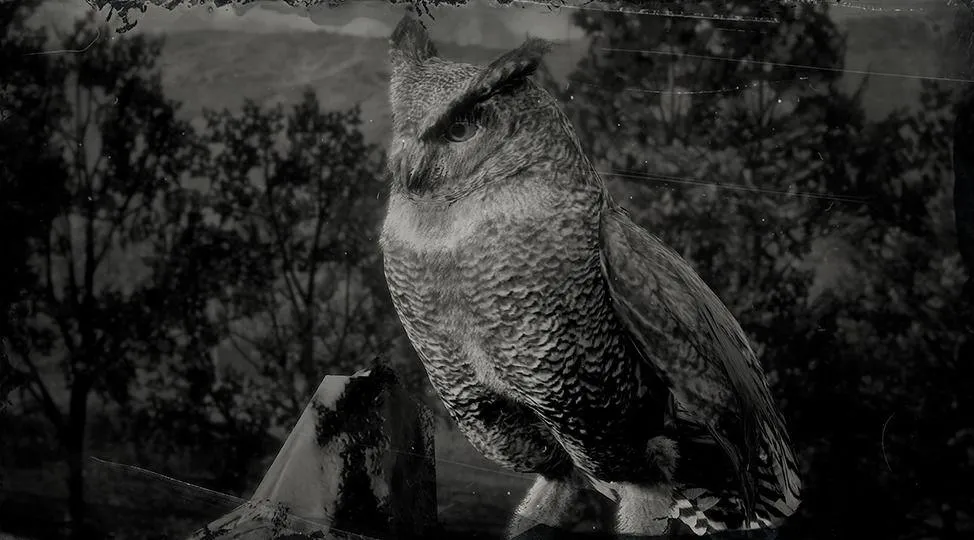 Coastal Horned Owl - RDR2 Animal