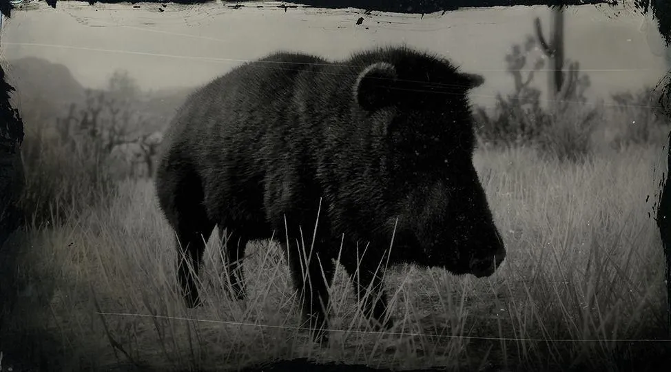 Collared Peccary - RDR2 Animal