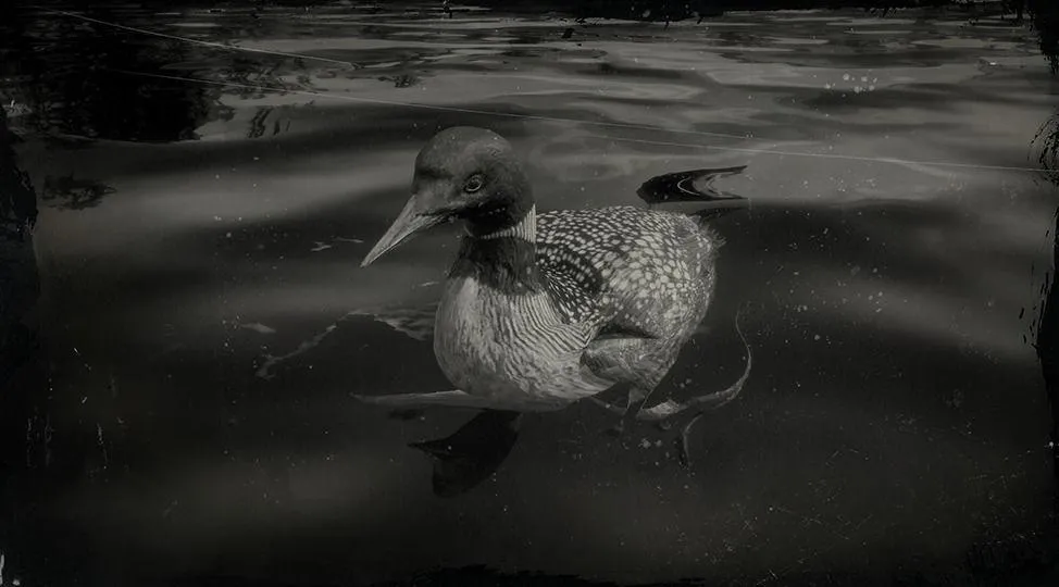 Common Loon - RDR2 Animal