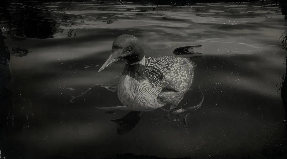 Common Loon