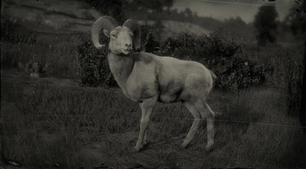 Desert Bighorn Ram - RDR2 Animal Desert Bighorn Ram - RDR2 Animal