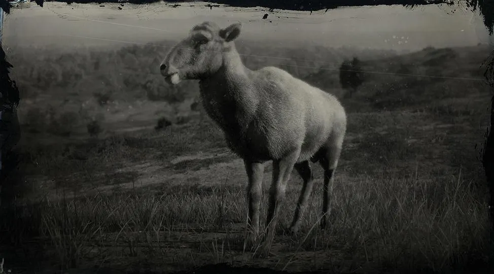 Desert Bighorn Sheep - RDR2 Animal