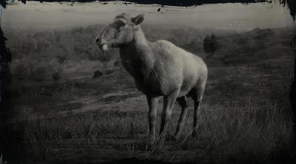 Desert Bighorn Sheep - RDR2 Animal Desert Bighorn Sheep - RDR2 Animal
