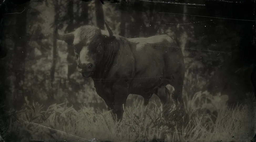 Devon Bull - RDR2 Animal