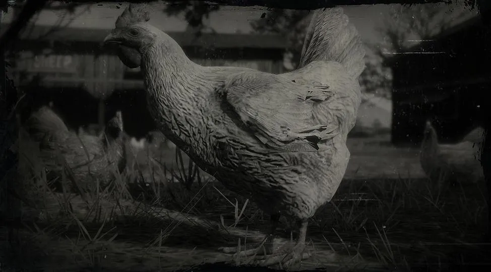 Dominique Chicken - RDR2 Animals | Map Location & Where To Find Dominique Chicken - RDR2 Animals | Map Location & Where To Find