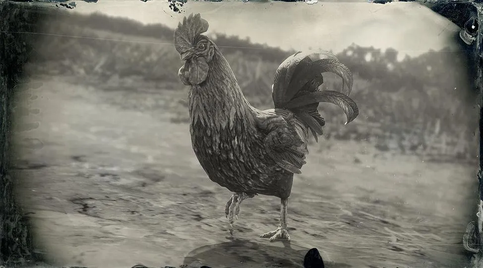 Dominique Rooster - RDR2 Animal