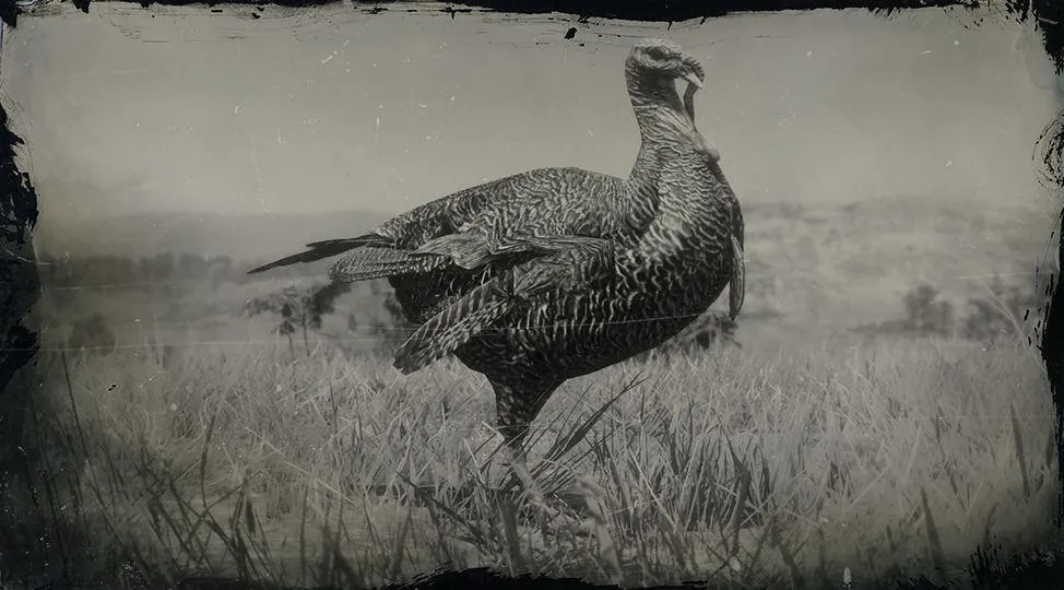 Eastern Wild Turkey - RDR2 Animal