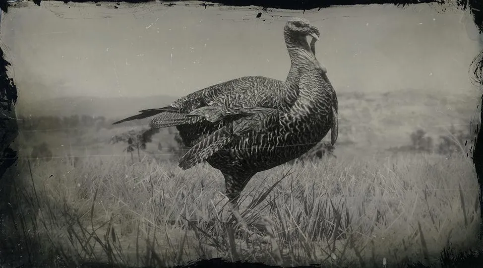 Eastern Wild Turkey - RDR2 Animals | Map Location & Where To Find Eastern Wild Turkey - RDR2 Animals | Map Location & Where To Find