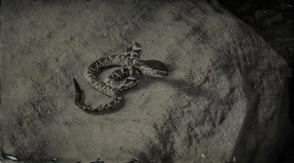 Fer-de-Lance Snake - RDR2 Animals | Map Location & Where To Find Fer-de-Lance Snake - RDR2 Animals | Map Location & Where To Find