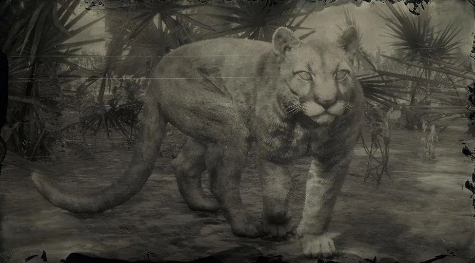 Florida Panther - RDR2 Animal