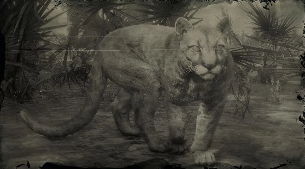 Florida Panther - RDR2 Animal Florida Panther - RDR2 Animal