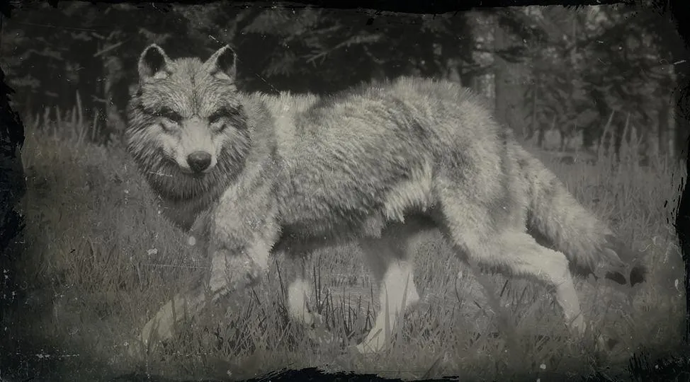 Gray Wolf - RDR2 Animal