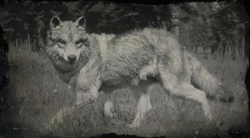 Gray Wolf - RDR2 Animals | Map Location & Where To Find Gray Wolf - RDR2 Animals | Map Location & Where To Find