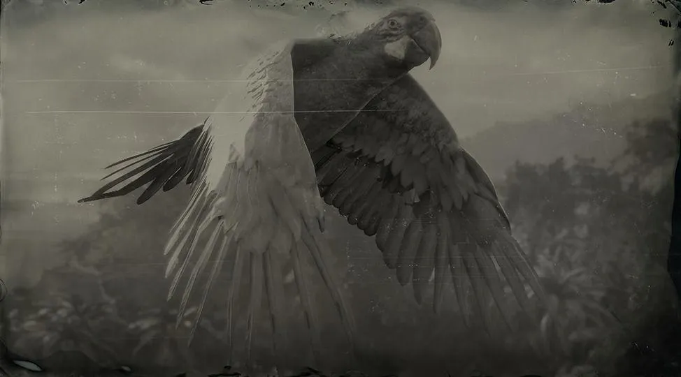 Great green Macaw - RDR2 Animals | Map Location & Where To Find Great green Macaw - RDR2 Animals | Map Location & Where To Find