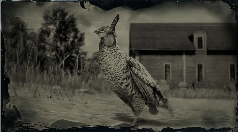 Greater Prairie Chicken - RDR2 Animal Greater Prairie Chicken - RDR2 Animal