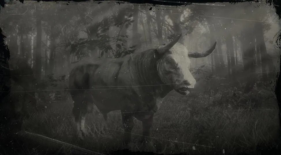 Hereford Bull