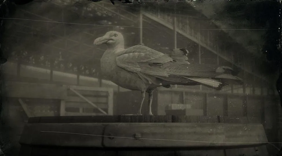 Herring Gull - RDR2 Animal