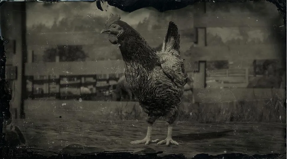 Java Chicken - RDR2 Animal