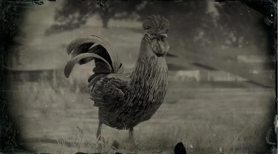 Java Rooster - RDR2 Animals | Map Location & Where To Find Java Rooster - RDR2 Animals | Map Location & Where To Find