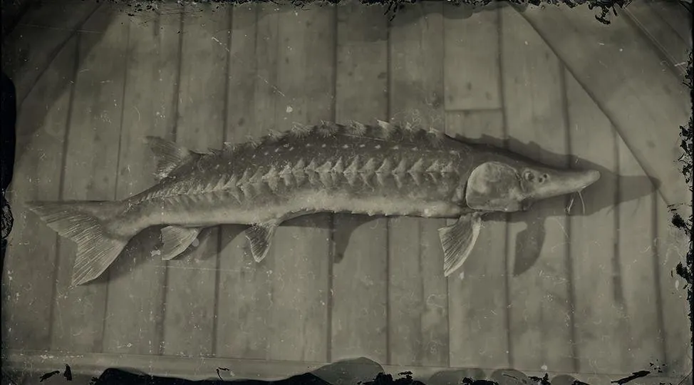 Legendary Lake Sturgeon - RDR2 Animals | Map Location & Where To Find Legendary Lake Sturgeon - RDR2 Animals | Map Location & Where To Find