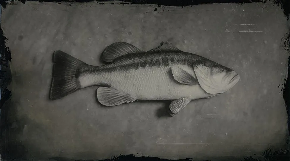 Largemouth Bass - RDR2 Animal