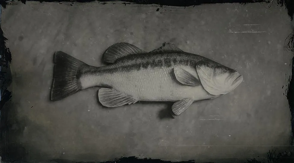 Largemouth Bass - RDR2 Animals | Map Location & Where To Find Largemouth Bass - RDR2 Animals | Map Location & Where To Find