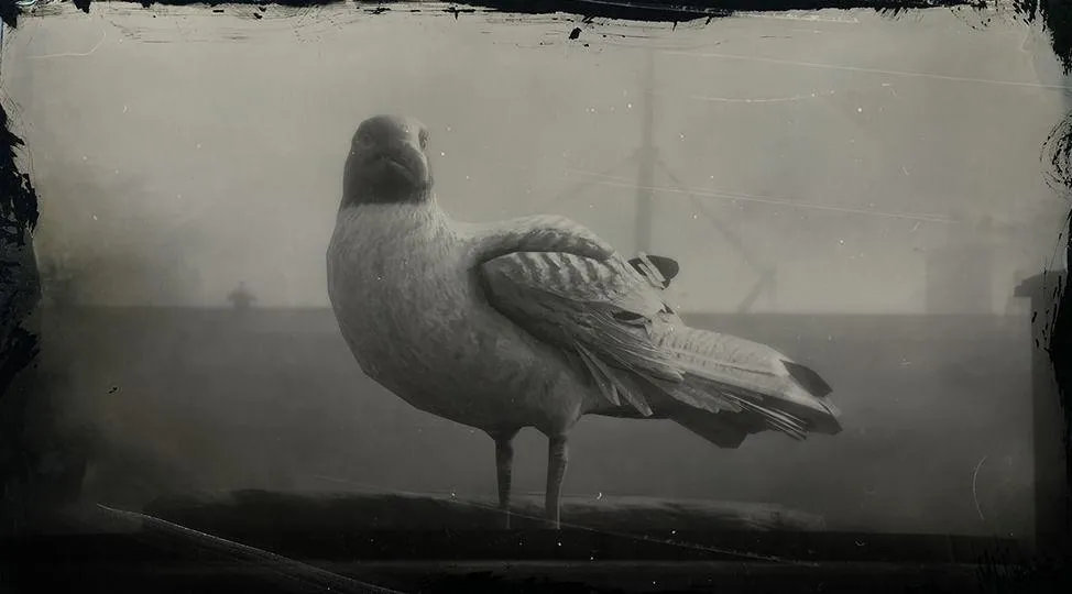 Laughing Gull - RDR2 Animals | Map Location & Where To Find Laughing Gull - RDR2 Animals | Map Location & Where To Find