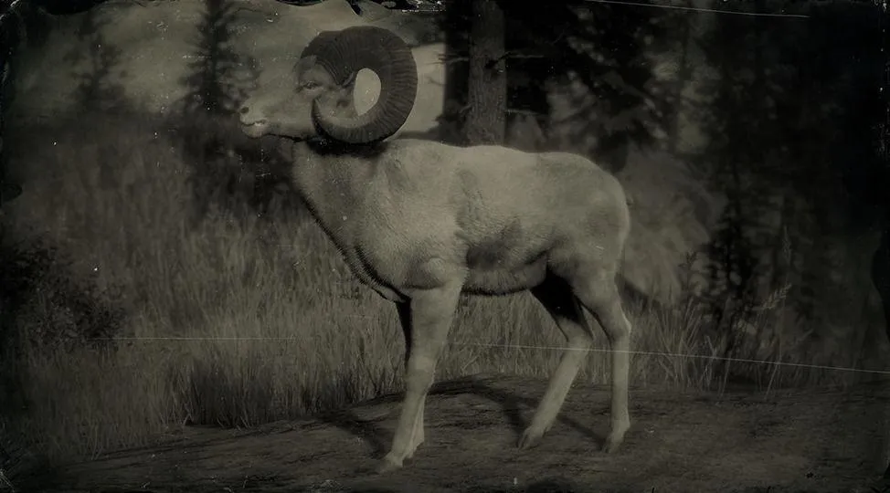 Legendary Bighorn Ram - RDR2 Animal