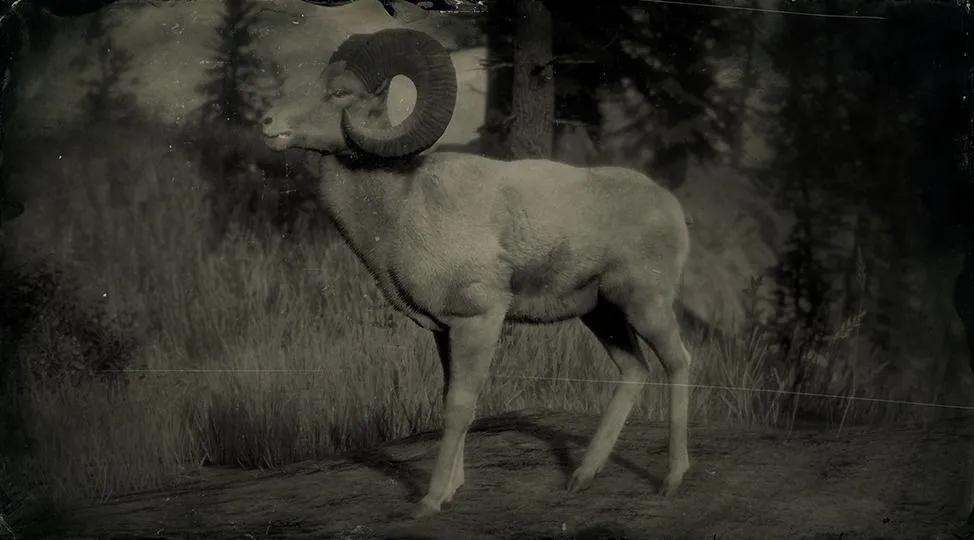 Legendary Bighorn Ram