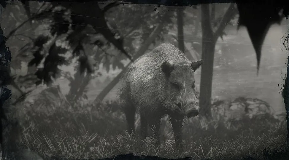 Legendary Boar - RDR2 Animal