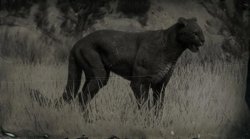 Legendary Cougar - RDR2 Animal Legendary Cougar - RDR2 Animal