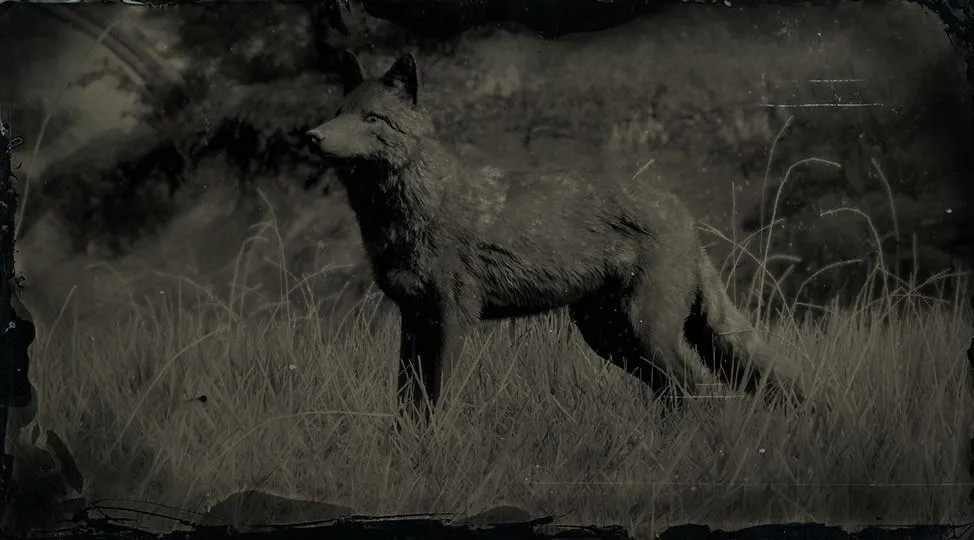 Legendary Coyote - RDR2 Animal