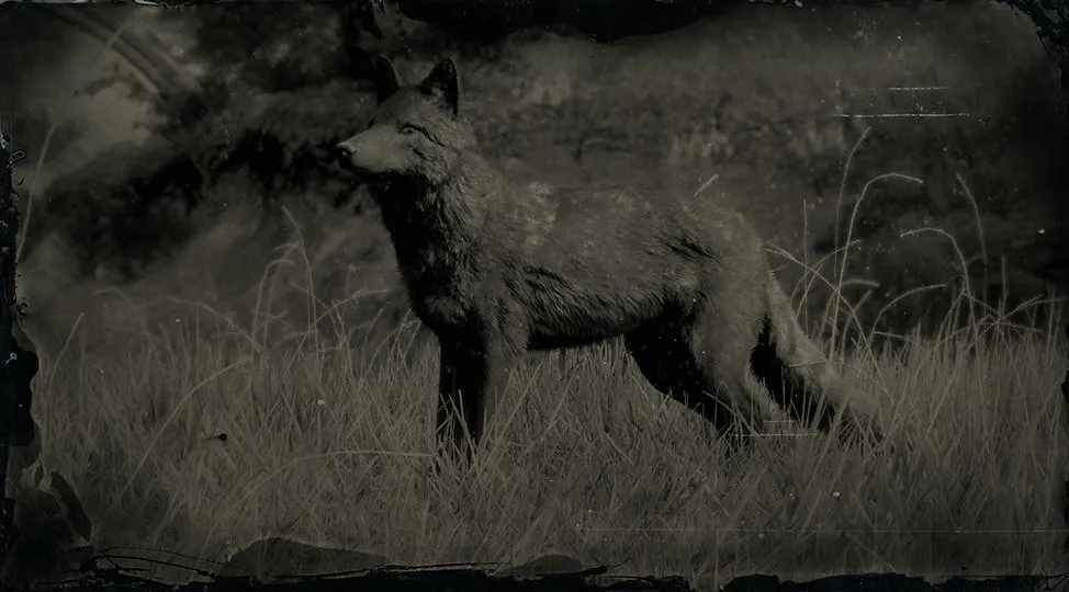 Legendary Coyote - RDR2 Animal Legendary Coyote - RDR2 Animal