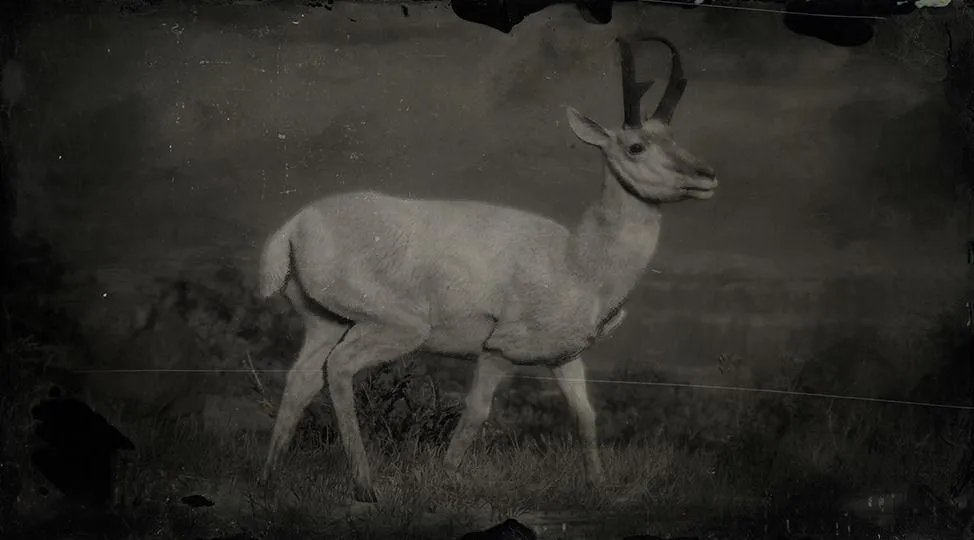 Legendary Pronghorn