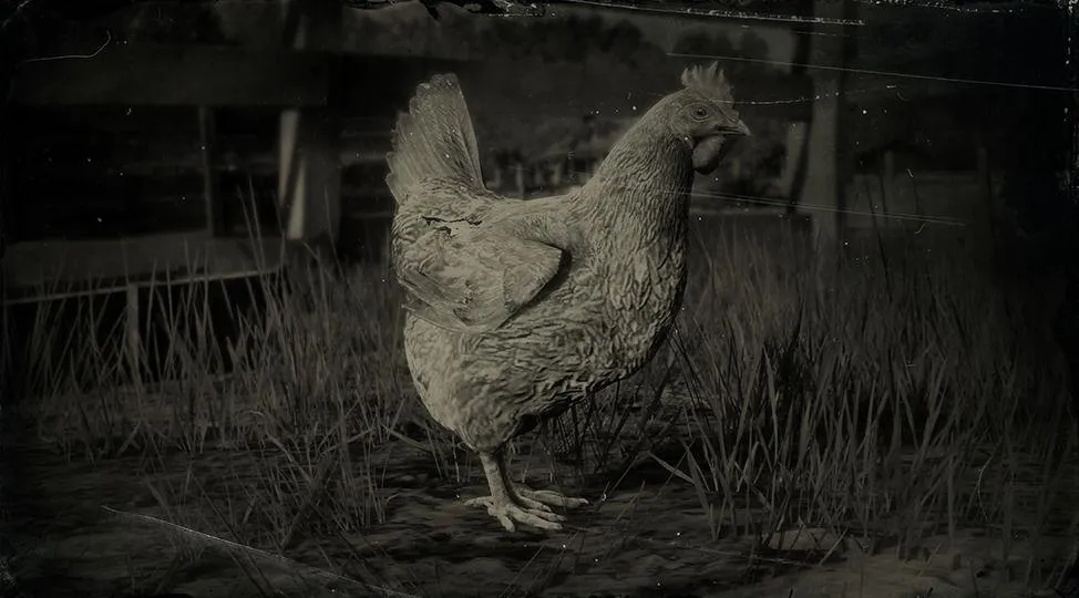Leghorn Chicken - RDR2 Animal
